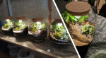 Création d'un terrarium à Paris - Nation