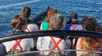 Croisière découverte du golfe du Morbihan depuis Arzon (3h, sans escale ou escale à l’Île-aux-Moines)