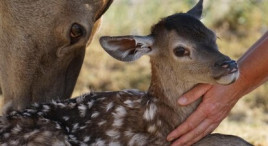 Atelier Soigneur d'un jour dans un centre animalier près d'Orléans