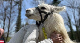 Balade insolite avec des lamas près de Besançon