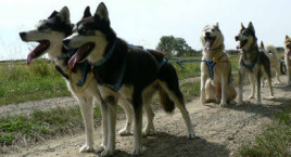 HuskyDream_Angers101.jpg