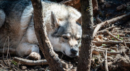 Visite d'un parc animalier à Ginasservis