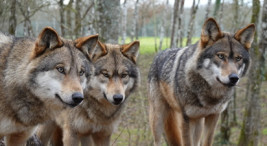Visite immersive au sein d'un parc d'animaux de cinéma près d'Orléans
