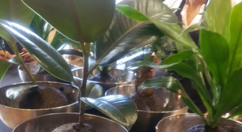Atelier de création d'un Kokedama à Bordeaux