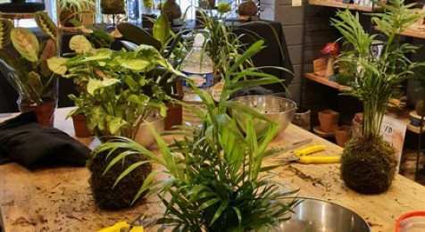 Atelier de création d'un Kokedama à Bordeaux