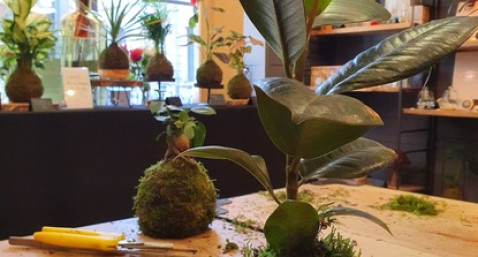 Atelier de création d'un Kokedama à Bordeaux