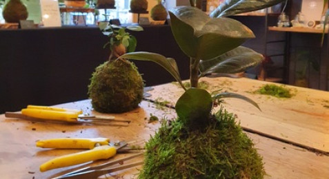 Atelier de création d'un Kokedama à Bordeaux