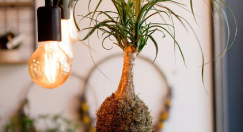 Atelier de création d'un Terrarium ou Kokedama à Nantes