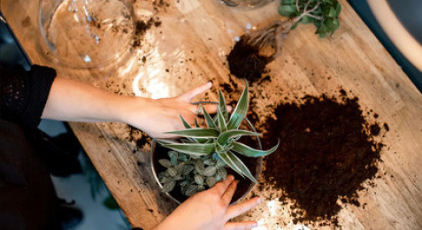 Atelier de création d'un Terrarium ou Kokedama à Nantes