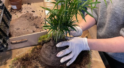 Atelier de création d'un Terrarium ou Kokedama à Nantes