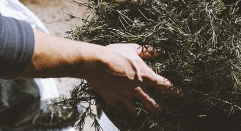 Atelier Découverte des Plantes médicinales et Visite de distillerie près de Carcassonne