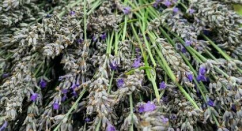 Atelier Découverte des Plantes médicinales et Visite de distillerie près de Carcassonne