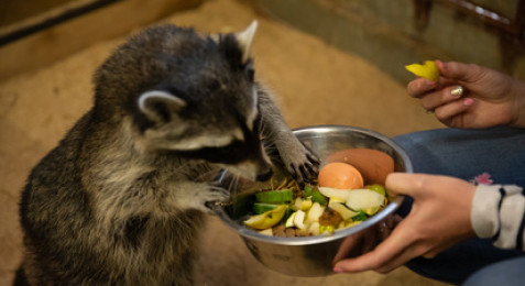 Atelier Soigneur d'un jour dans un centre animalier près d'Orléans