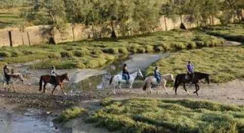 Balade à Cheval à Plurien (22)