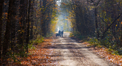 Balade d'initiation et promenade en Calèche près de Coulommiers 