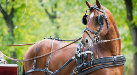 Balade d'initiation et promenade en Calèche près de Coulommiers 