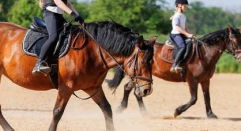 Cours d'équitation à Manosque