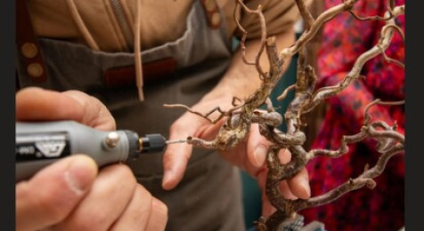 Création d'un bonsaï éternel à Dijon
