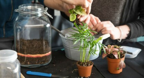 Création d'un terrarium à Dijon