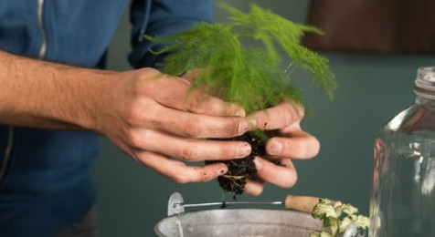 Création d'un terrarium à Dijon