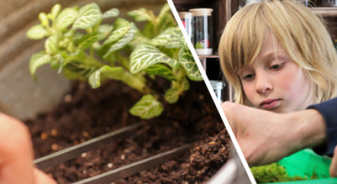 Création d'un terrarium en DUO à Dijon