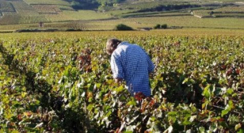 Dégustation de vin à Beaune dans un domaine viticole en Bourgogne
