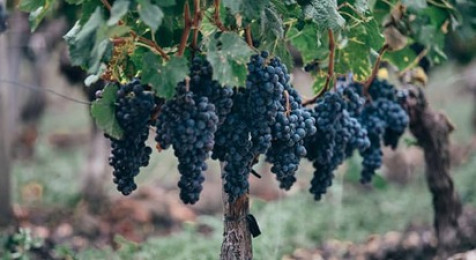 Dégustation de vin au Château au cœur de Pomerol