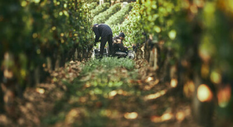Dégustation de vin au Château au cœur de Pomerol