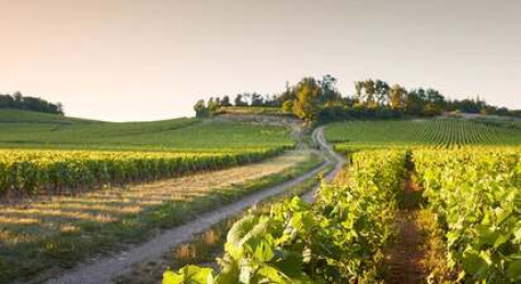 Dégustation au sein d'un domaine viticole près de Chalon-sur-Saône