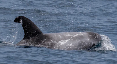 Sortie en bateau à la découverte de la faune marine de la Côte Basque depuis Hendaye