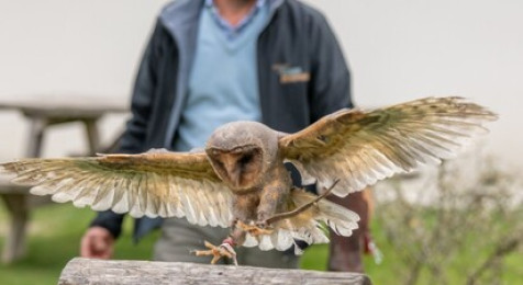 Initiation à la fauconnerie avec des Oiseaux stars de cinéma près d'Orléans