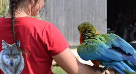 Initiation à la fauconnerie avec des Oiseaux stars de cinéma près d'Orléans