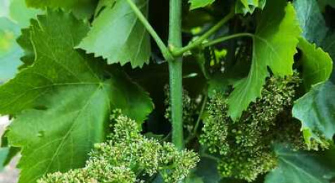 Journée dans la peau d'un vigneron au cœur d'un domaine en Provence près d'Orange