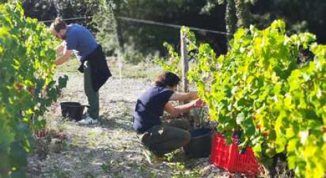 Journée dans la peau d'un vigneron au cœur d'un domaine en Provence près d'Orange