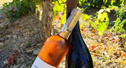 Journée dans la peau d'un vigneron au cœur d'un domaine en Provence près d'Orange