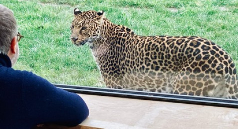 Nuit insolite dans un lodge d'observation et visite d'un parc animalier près d'Orléans