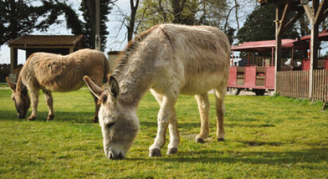Parc à thème et ferme pédagogique immersifs du 20e siècle près d'Arles