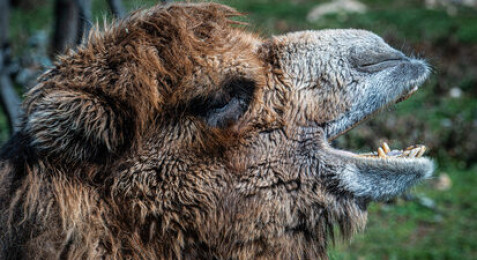 Visite d'un parc animalier à Ginasservis 
