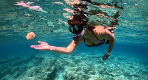 Snorkeling à Calvi