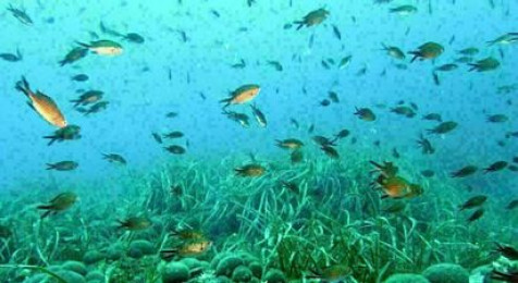 Snorkeling à Villefranche-sur-Mer près de Nice