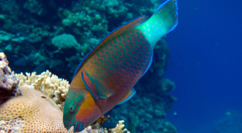Snorkeling à Villefranche-sur-Mer près de Nice