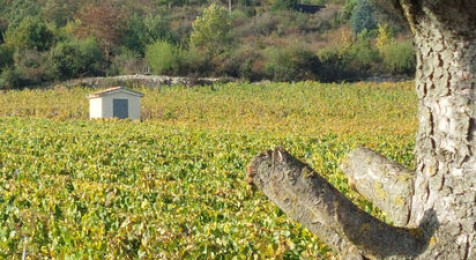 Visite commentée des vignes et dégustation à Rully