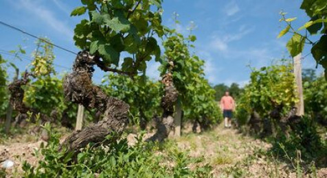 Visite commentée des vignes et dégustation à Rully