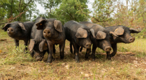 Visite d'une ferme de porcs noirs gascons près de Cahors