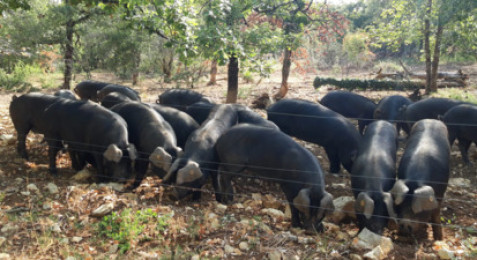 Visite d'une ferme de porcs noirs gascons près de Cahors