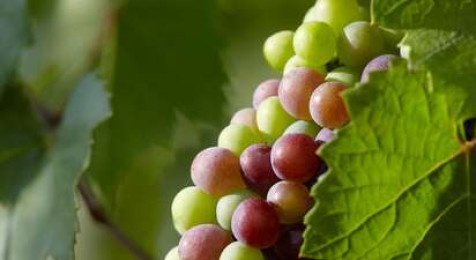 Visite-dégustation dans un domaine viticole du Beaujolais près de Mâcon