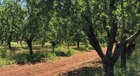 Visite dégustation dans une usine de transformation de fruits secs biologiques près de Digne-les-Bains